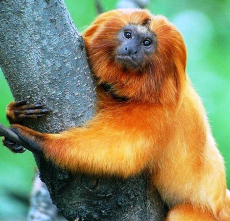 Fauna Amazónica 