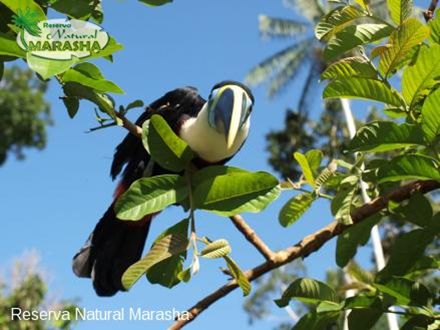 Aves amazona 